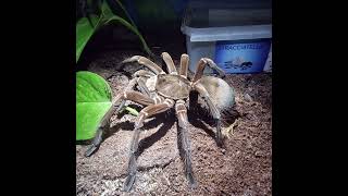 Theraphosa spStirmi [upl. by Chamberlain752]