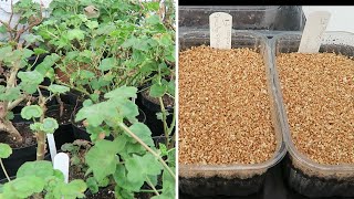 Setting Seed And Potting Overwintered Geraniums [upl. by Frangos]