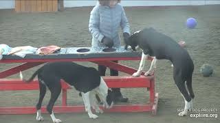 Arena Poppins brekkies DonnaC n Lynn 1172024 exploreorg [upl. by Anej]