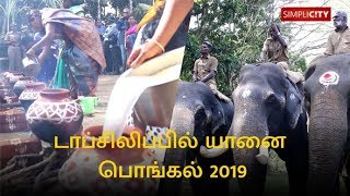 Jumbos cheer tourists during Yaanai Pongal at Topslip [upl. by Nalek55]