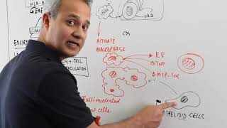 Pathogenesis of Sarcoidosis [upl. by Adnolehs948]