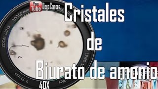 Cristales de biurato de amonio Uroanalisis [upl. by Leis124]