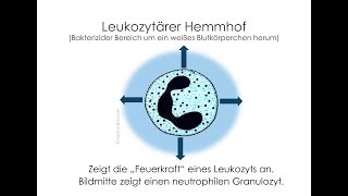 VitalBlutbetrachtung im Dunkelfeldmikroskop mit Nährlösung [upl. by Lauro546]