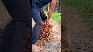 heavy weight lifting hordwork palmoil shortvideo PalmOilIndustry ytshorts shortvideo palm [upl. by Ayet]