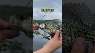 The BEST Crappie Fishing Tutorial On YouTube shorts fishing [upl. by Amhsirak]