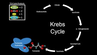 The Importance of Fumarate Hydratase in Cellular Metabolism [upl. by Awe]