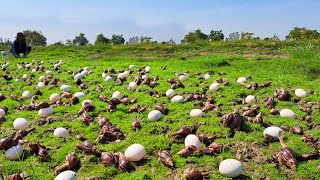 wow wow unique  pick a lot of duck eggs and snails in the grass field by hand a female farmer [upl. by Irahcaz]