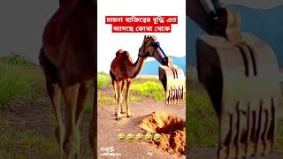 চায়না লোকেদের এত বুদ্ধি আসে কোথা থেকে  Chinese Funny Video shorts shortsfeeds viralshorts [upl. by Fenn]