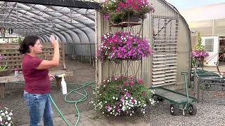 Petunias and budworm First signs of budworm Captain Jacks Deadbug [upl. by Nwahs100]