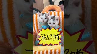 【本喵叫兔兔】我的小猫遭到了疯抢 萌宠出道计划 猫德学院 领养代替购买 [upl. by Wendell490]