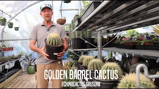 Golden Barrel Cactus Facts [upl. by Andert]