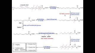 PUFAs BetaOxidation of Linoleic Acid 2 Double Bonds [upl. by Gabrila]