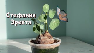 Stephania Erecta Уход и выращивание Стефании Эректа [upl. by Krigsman]