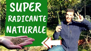 Scopri TRE RADICANTI NATURALI per TALEE efficaci [upl. by Jaqitsch]