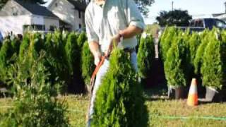 Take a look at how we trim arborvitae [upl. by Lily85]