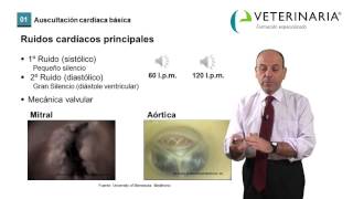 Cardiología veterinaria  Auscultación Cardíaca demo [upl. by Shevlo]