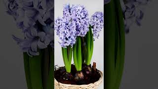 HYACINTH A breathtaking early spring bulb flower to plant in the fall for early spring pollinators [upl. by Virgin]