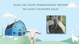 Fermentation Suint Method  Teeswater Fleece [upl. by Namdor]