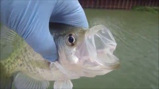 Bank fishing Katy Texas at Mason Creek Bayou [upl. by Ahsimin]