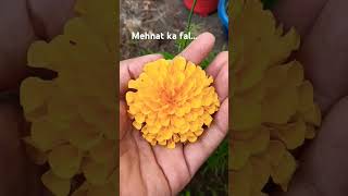 Marigold seeds germination se lekar flower aane tak ka safartrendingshorts flowers rawatbhata [upl. by Perlis618]