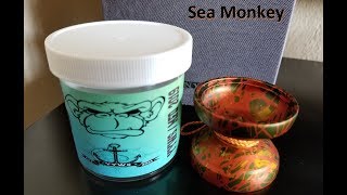 MonkeyFingeR and YYWS Seamonkey  Honest YoYo Review [upl. by Lupien]