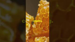 Natures Architects The Honeycombs Perfect Design 🐝 [upl. by Anatollo]