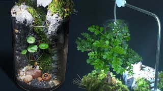 How To Make Moss Terrarium Vs Vivarium  Spiral Stone Steps  Relaxing amp Healing [upl. by Etterrag304]