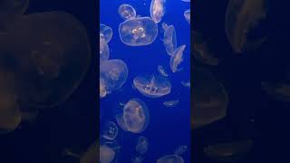 Monterey Aquarium Jellies chill aquarium shorts shortsfeed [upl. by Warfourd]