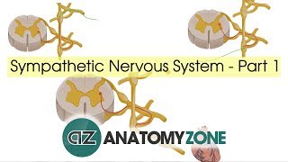 Sympathetic Nervous System Anatomy  Part 1 [upl. by Lucie]