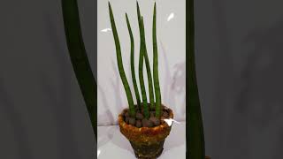 plantas Sansevieria cylindricamudadelimadapersiaemfasedecrescimento [upl. by Ladnek2]