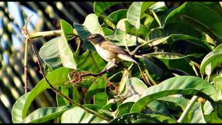 Chiffchaff Bird Call Bird Song [upl. by Yaeger312]