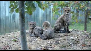 Cross Fostered Cheetah Cub  Cincinnati Zoo [upl. by Ylam]