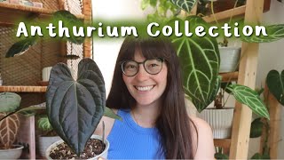 My Complete Anthurium Collection [upl. by Augustina]