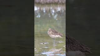 Eurasian Whimbrel nature birds naturelovers wildlife قرآن quran [upl. by Retsev]