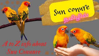 Sun Conure A to Z Care amp Breeding Information in tamil SunConure How to Take Care of Sun Conure [upl. by Anagrom]