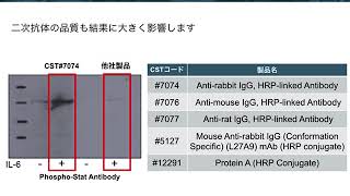 ウェスタンブロッティングの基礎：第5回 二次抗体反応・検出 [upl. by Aihseit]