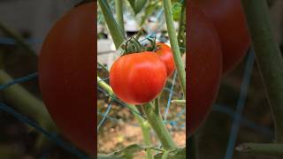 Creeper Net for Tomato cultivation in Green Meadow farm Poly house In Nellore polyhouse agri [upl. by Eannaj]