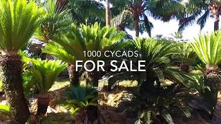 1000 Cycads [upl. by Safir]