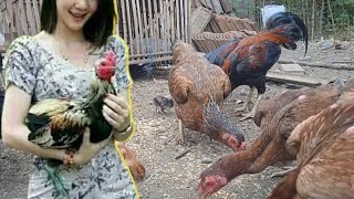 HOW TO RAISE CHICKENS FROM ZERO TO MANY [upl. by Yeltrab]