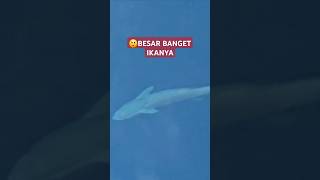 Ikan Remora lagi beraksi travel musicpecintaikan [upl. by Samanthia]