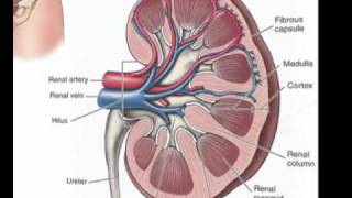 Urinary System Part 1 The Kidneys [upl. by Ehcadroj]