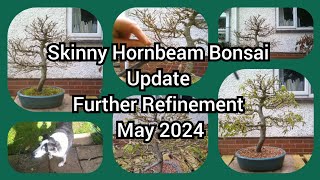 Skinny Hornbeam Bonsai Update And Refinement May 2024 [upl. by Maisel]