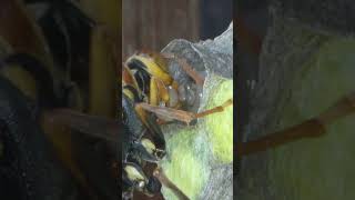 Paper Wasp Queen Feeds Large Meat Piece to Larvae [upl. by Plate]