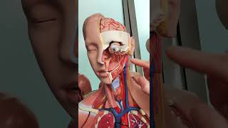 Carotid arteries anatomy [upl. by Stutman]