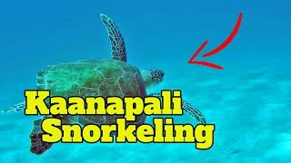 Kaanapali Snorkeling Tours  Snorkeling Kaanapali Beach Shores GoPro HD [upl. by Adnorhs637]