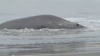 LA PESCA SE INTERRUMPIÓ AL VER EMERGER UN ANIMAL GIGANTE DEL MAR [upl. by Hanson]