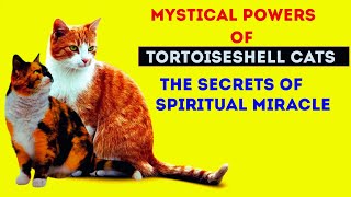 Discover the Enchanting Powers of Tortoiseshell Cats Unveiling Their Spiritual Secrets [upl. by Saberhagen]