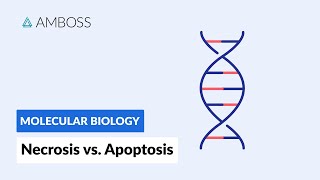 Necrosis vs Apoptosis Cell Death [upl. by Eenafit]