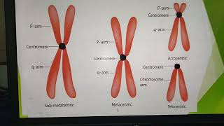 MetacentricSubmetacentricAcrocentricTelocentric Chromosomes [upl. by Jilleen380]