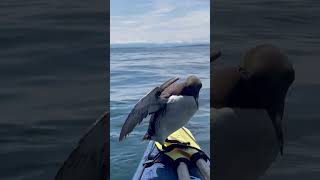 Common Murre Bird Takes a Break on Kayak [upl. by Humfried834]